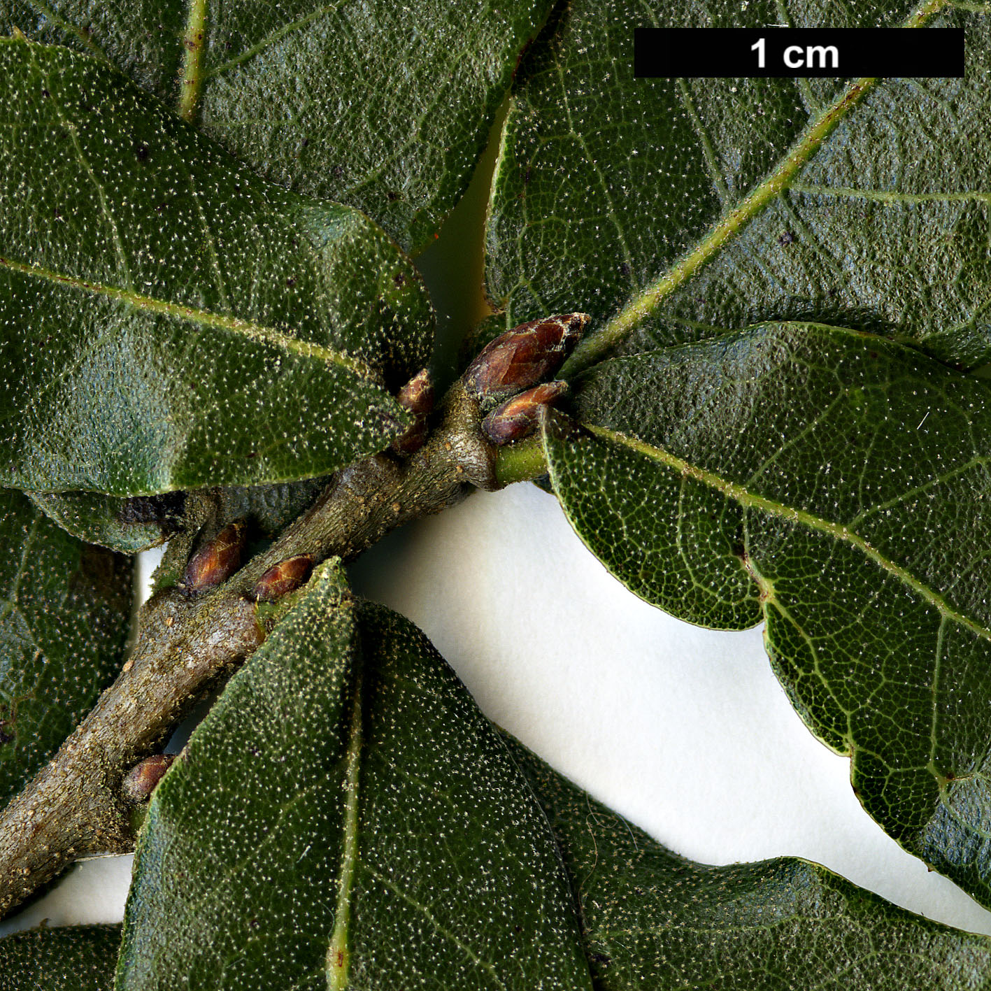 High resolution image: Family: Fagaceae - Genus: Quercus - Taxon: galeanensis HORT